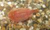 Triops cancriformis (red) - 28-02-2010